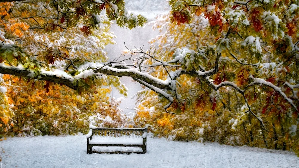 Snowy autumn