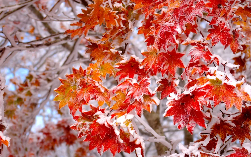 Snowy autumn