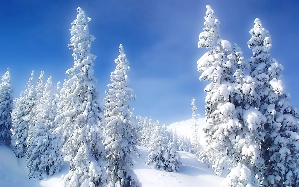 Fairytale winter forest