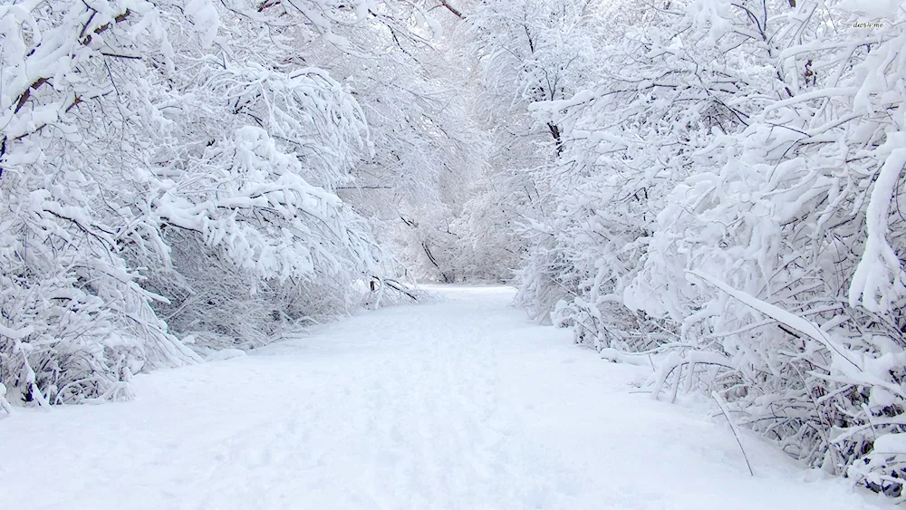 Winter landscape