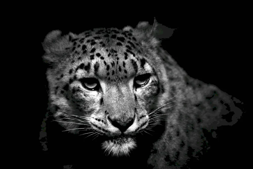 Snow Leopard
