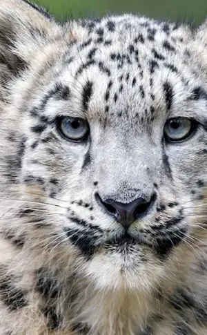 Snow Leopard