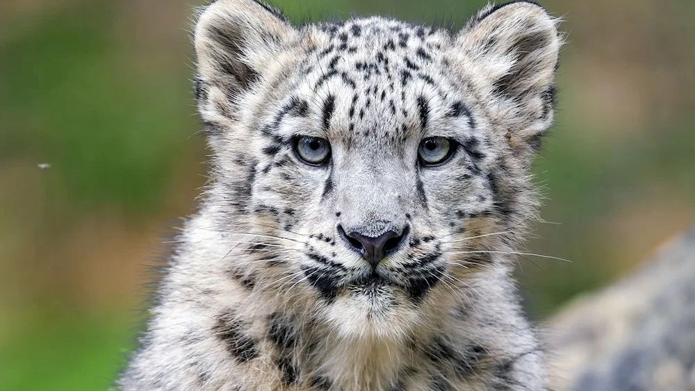 Snow Leopard