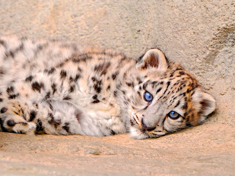 Snow Bars and Leopards