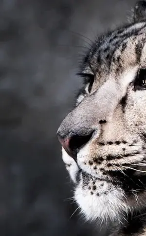 Snow Leopard in full-face