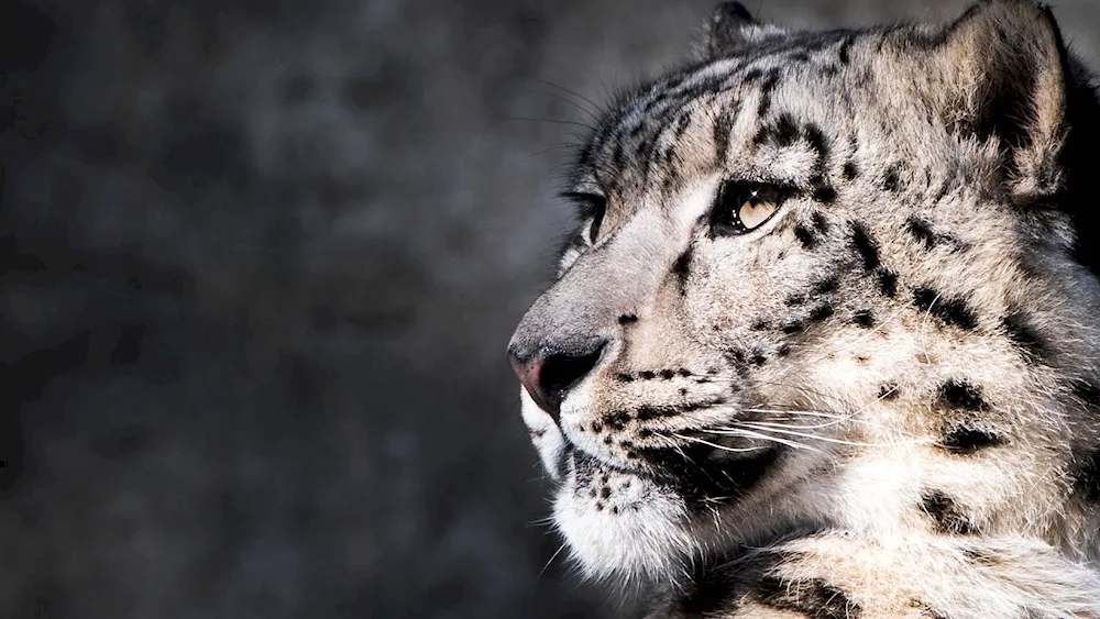 Snow Leopard in full-face