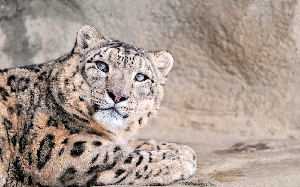 Snow Leopard Irbis