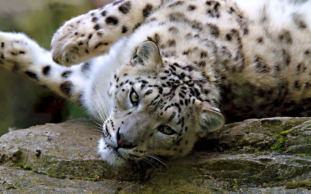 Snow Leopard and leopard