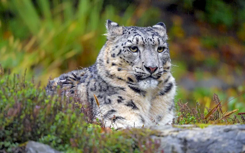 Snow Bars and Leopards