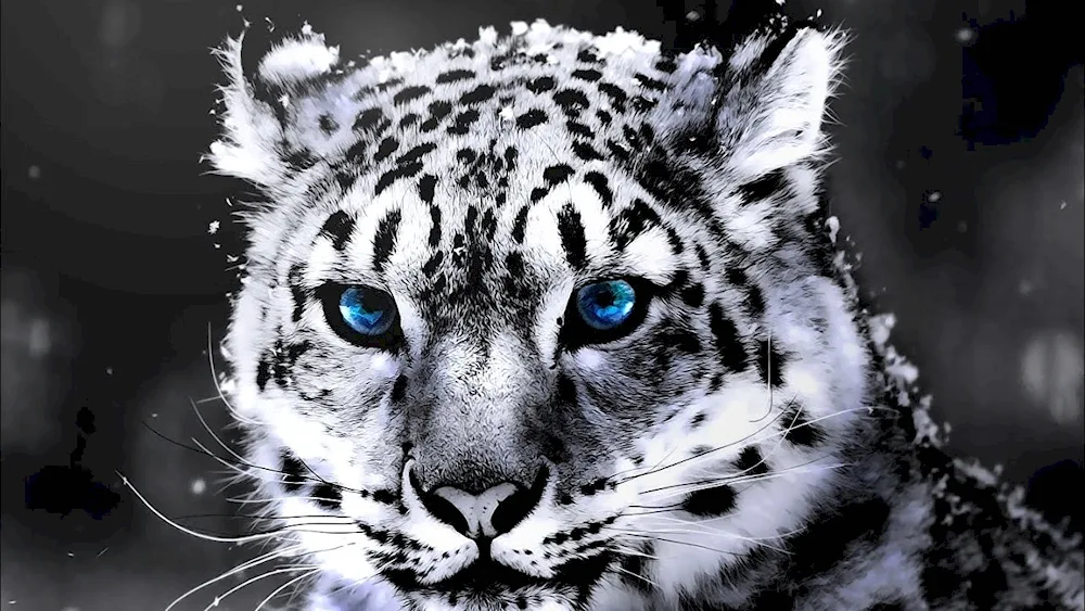 Snow Leopard and tiger