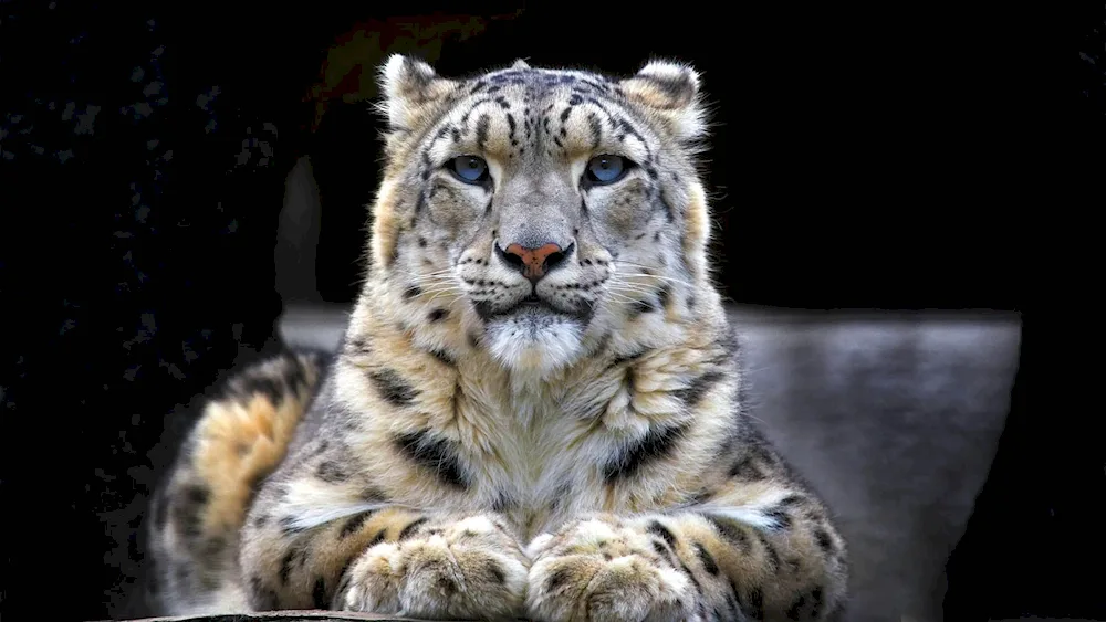 Snow Leopard Irbis