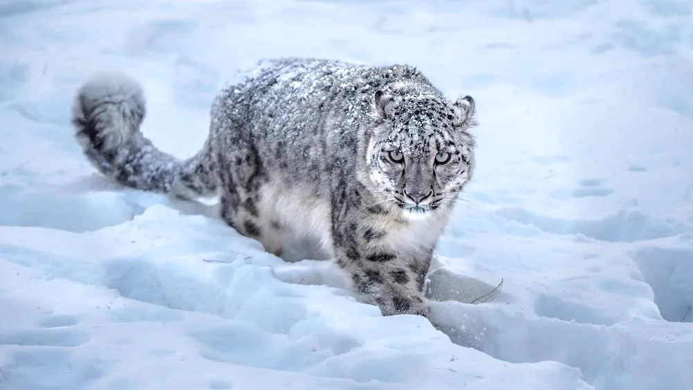 Snow Leopard Irbis