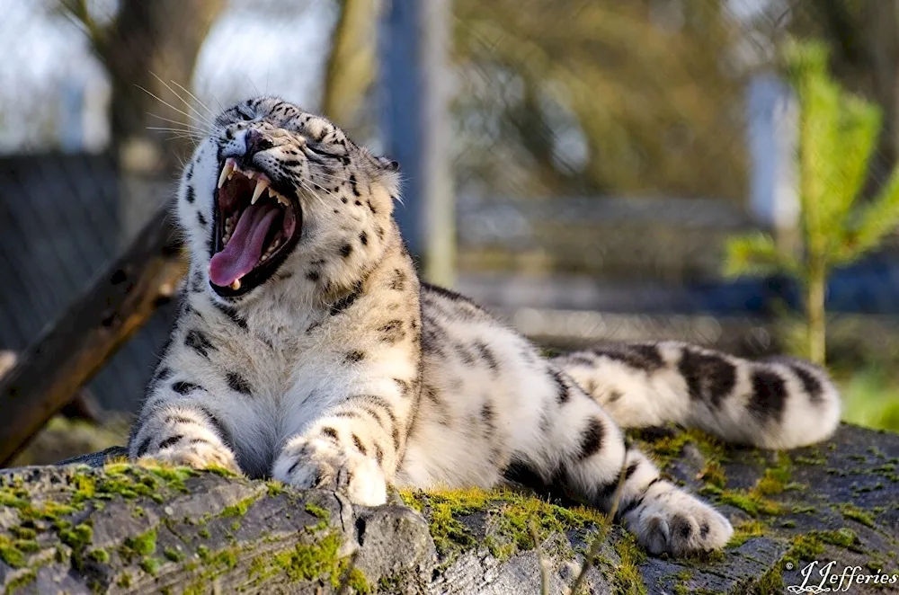 Snow Leopard Irbis