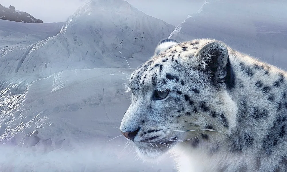 Snow Leopard Tian Shan