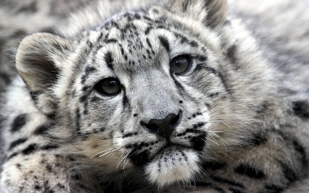 Snow Leopard Irbis