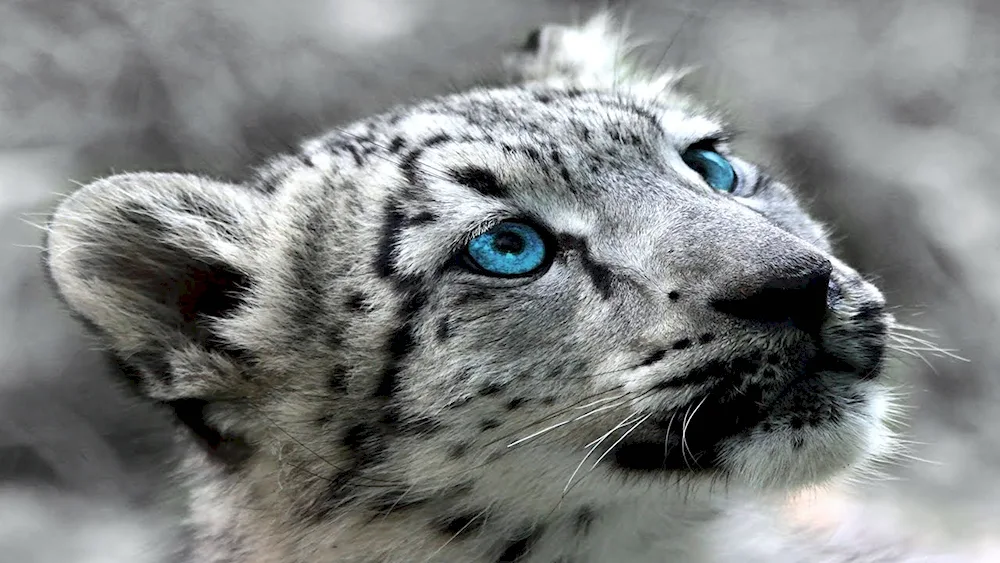 Snow leopard Irbis snow leopard