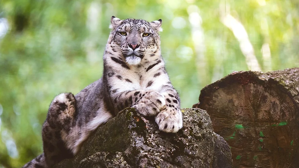 Snow Leopard Irbis