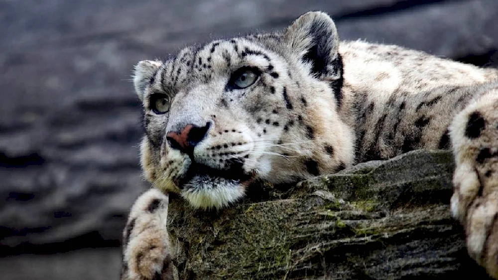 Snow Leopard Irbis