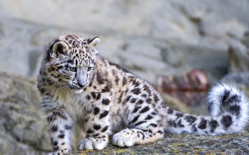 Snow Leopard Irbis