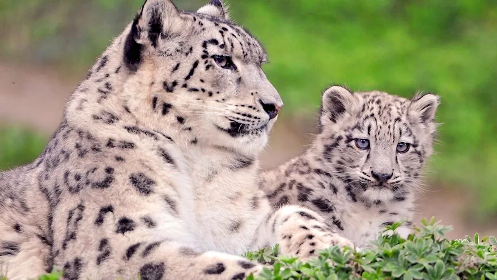 Snow Leopard Irbis