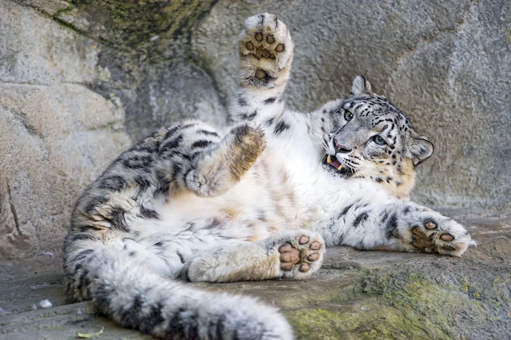 Snow Leopard Irbis