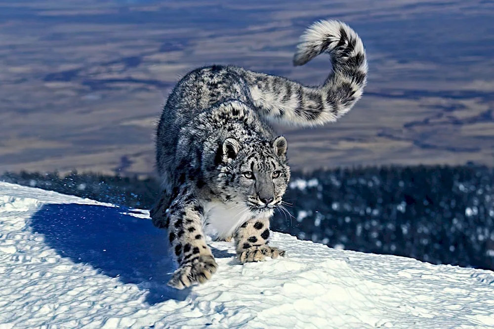 Snow Leopard Irbis