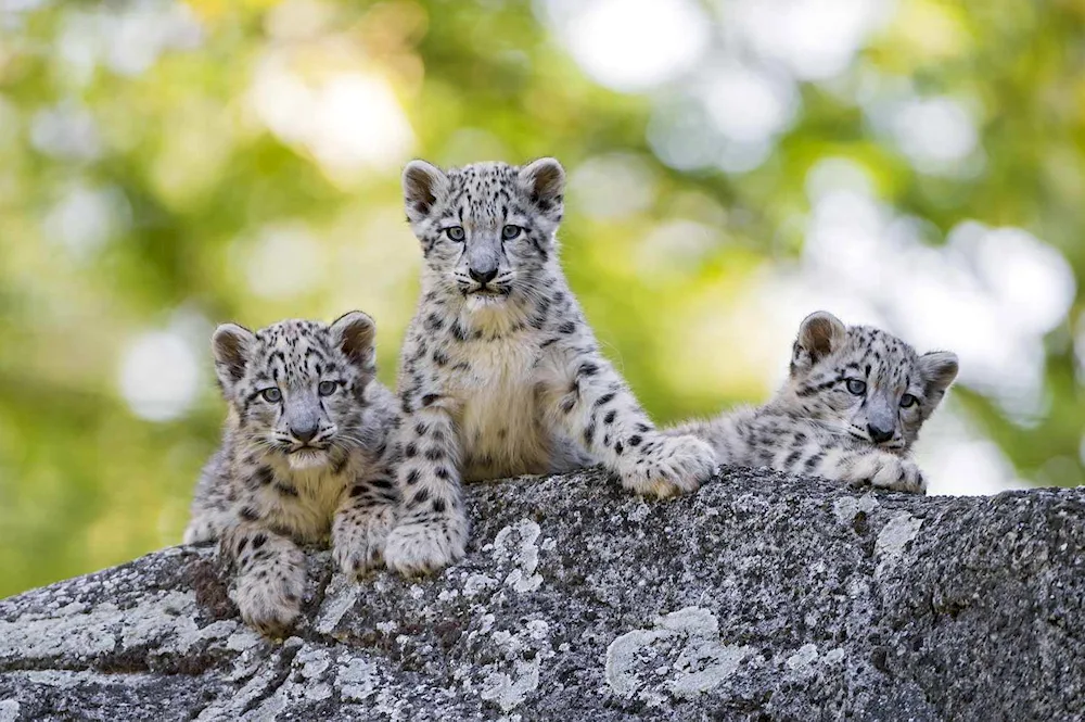 Snow Leopard Irbis