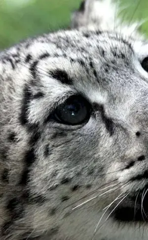 Snow Leopard Irbis