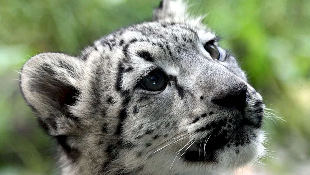 Snow Leopard Irbis