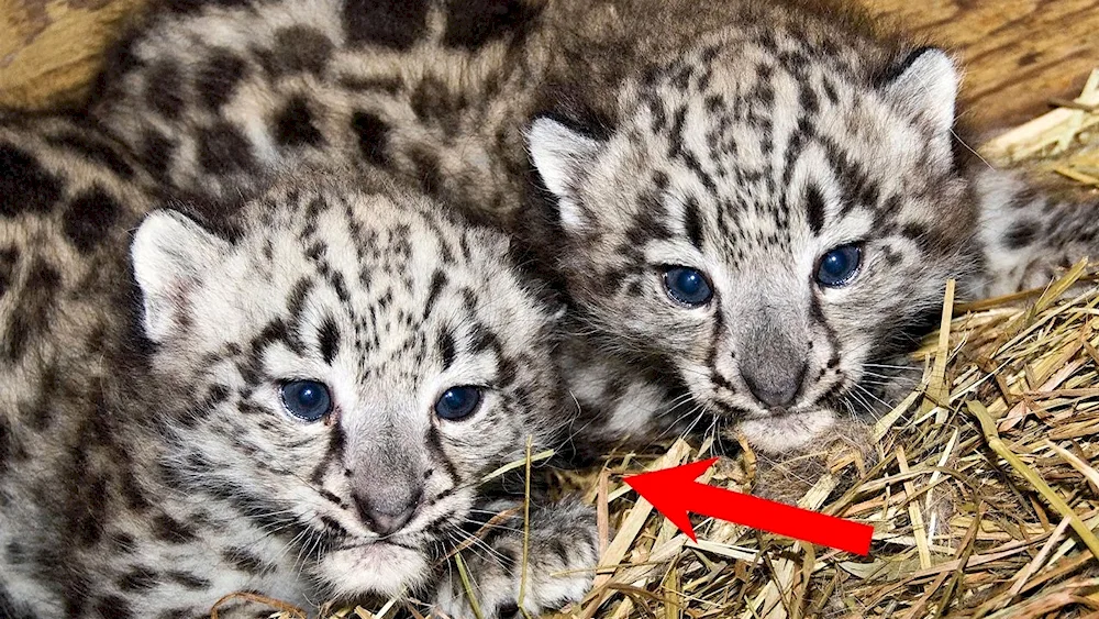 Snow Leopard Irbis Cubs