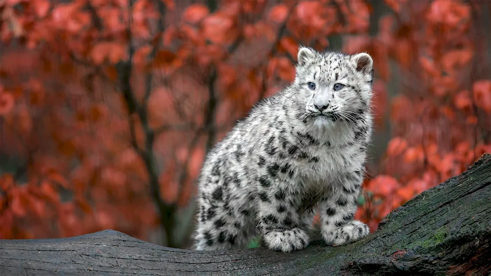 Snow Leopard Irbis snow leopard