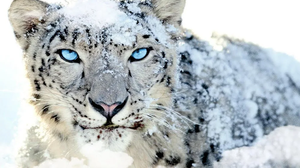 Snow Leopard Irbis snow leopard