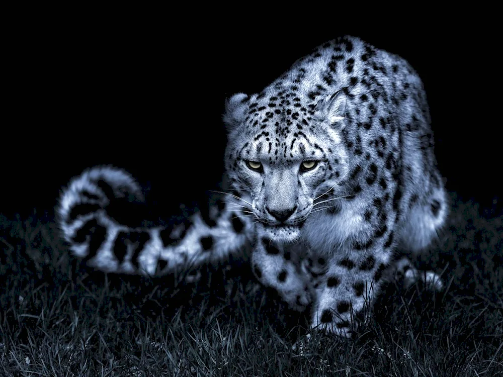 Snow Leopard Irbis Snow Leopard