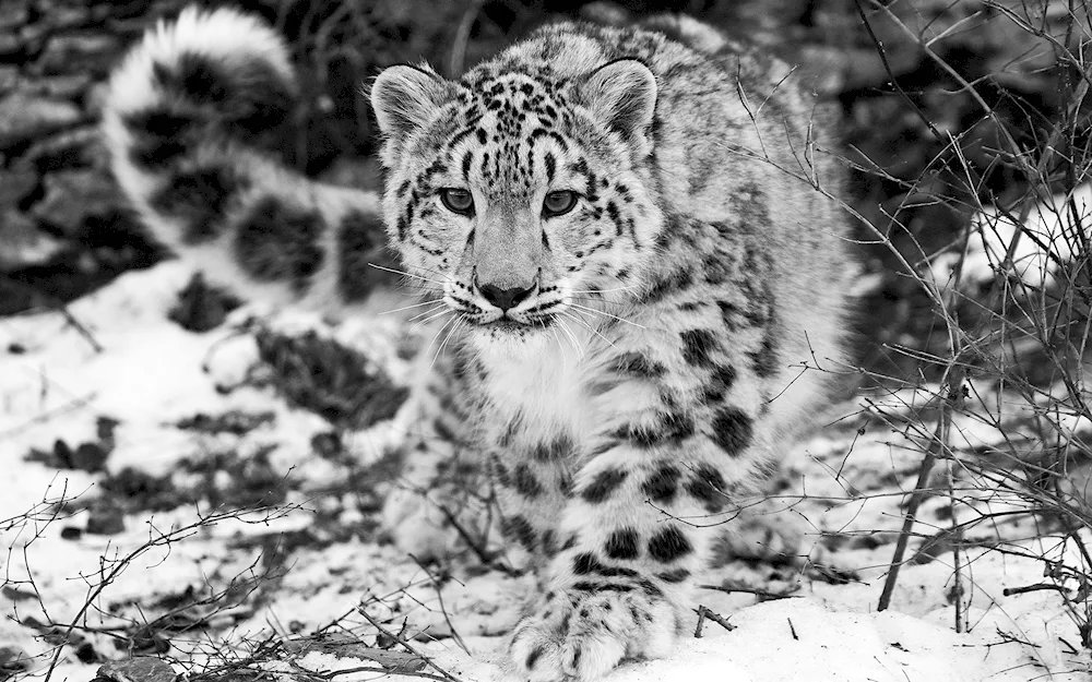 Snow leopard Irbis snow leopard