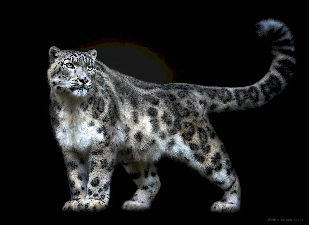 Snow leopard Irbis snow leopard