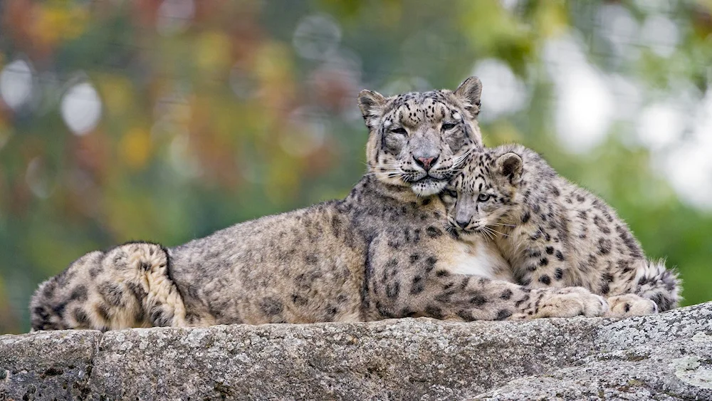 Snow Leopard Irbis Snow Leopard