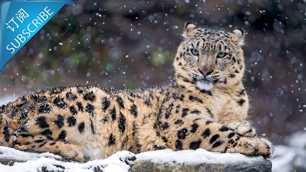 Snow Leopard Irbis Snow Leopard