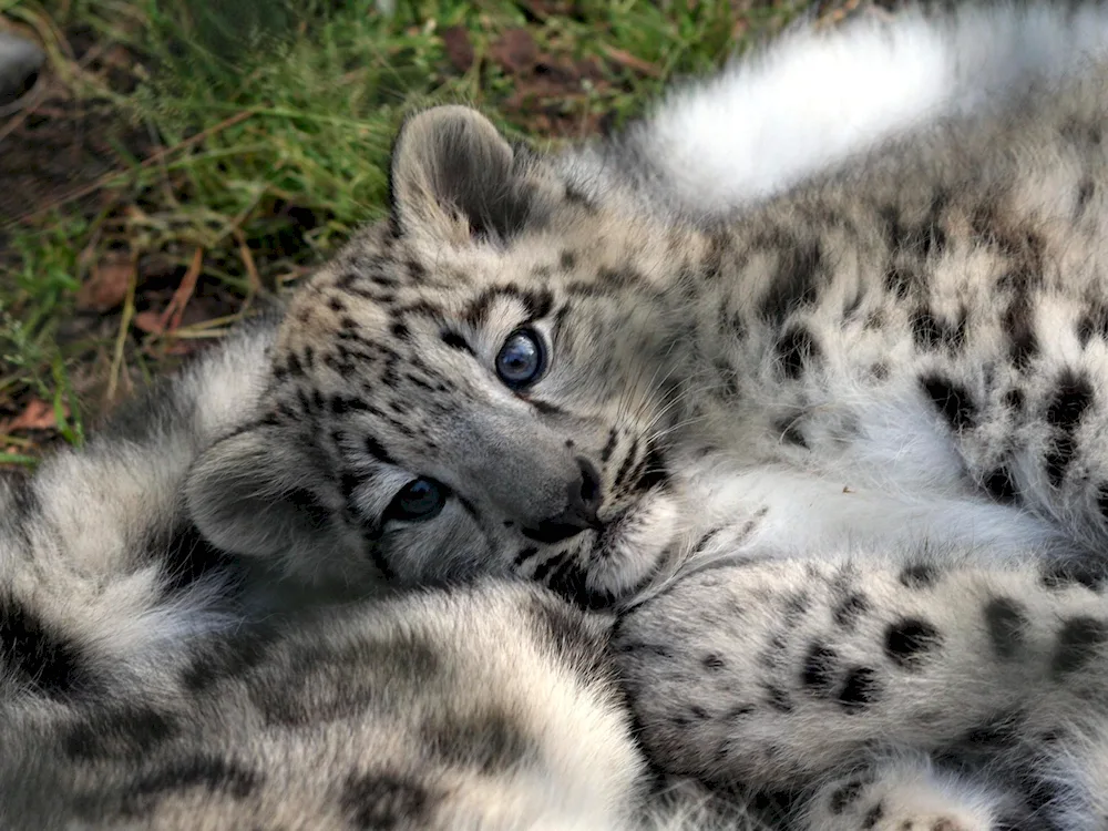 Leopard Snow Leopard Irbis Snow Leopard Jaguar