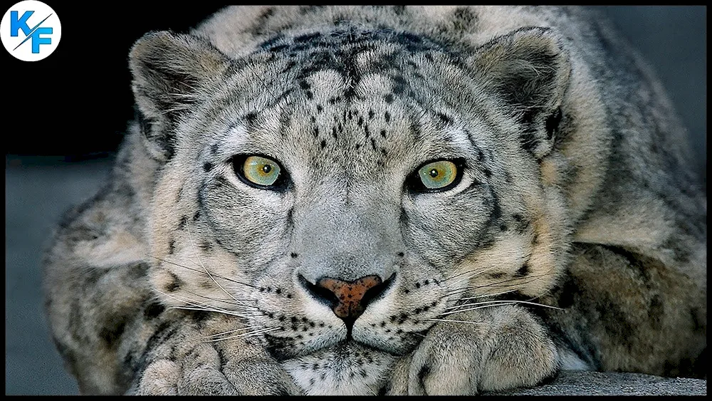 Snow Leopard Irbis Snow Leopard Irbis Snow Leopard