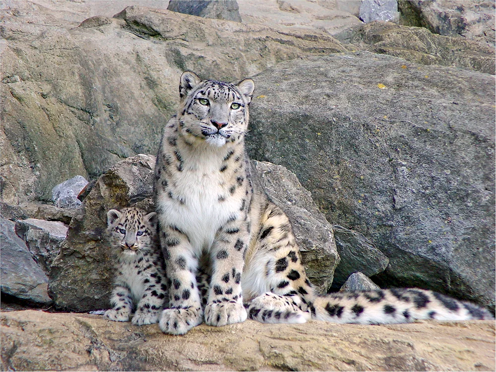 Snow Leopard Irbis Snow Leopard Irbis Snow Leopard