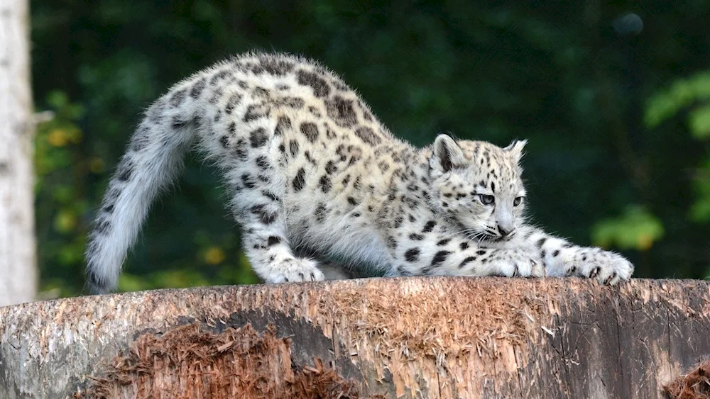 Snow Leopard Irbis snow leopard