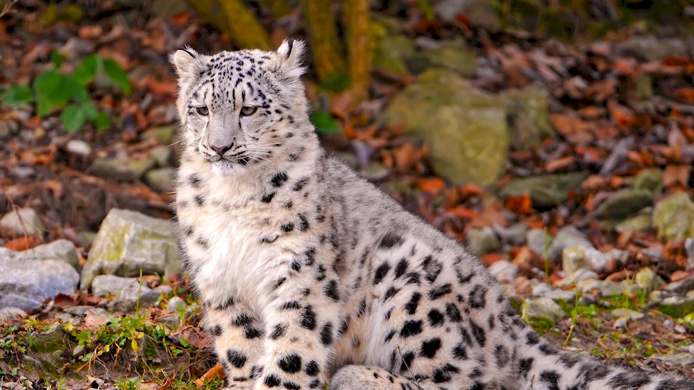 Snow Leopard Irbis snow leopard