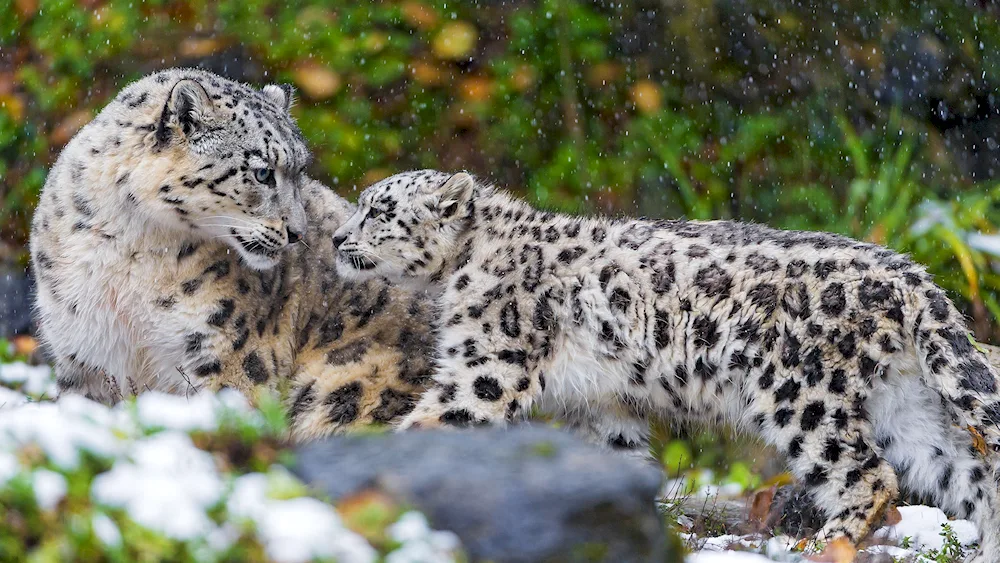 Snow Leopard Irbis