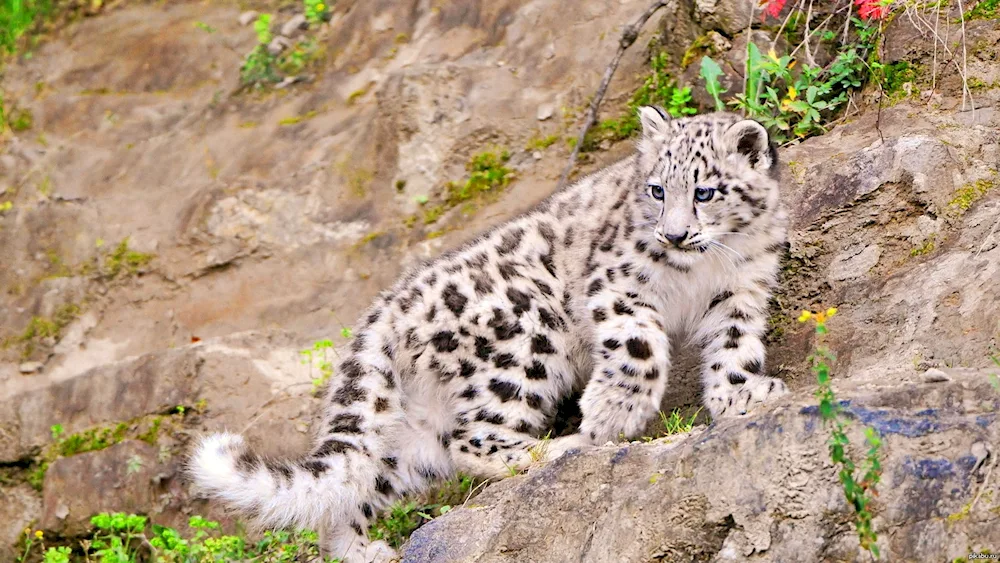 Snow Leopard Irbis