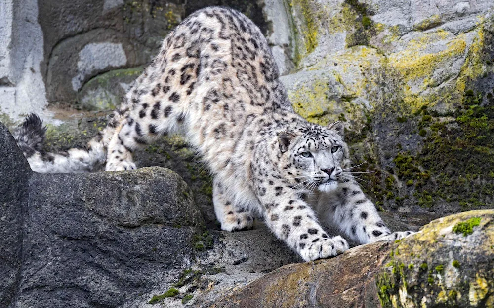 Snow Leopard Snow Leopard Irbis