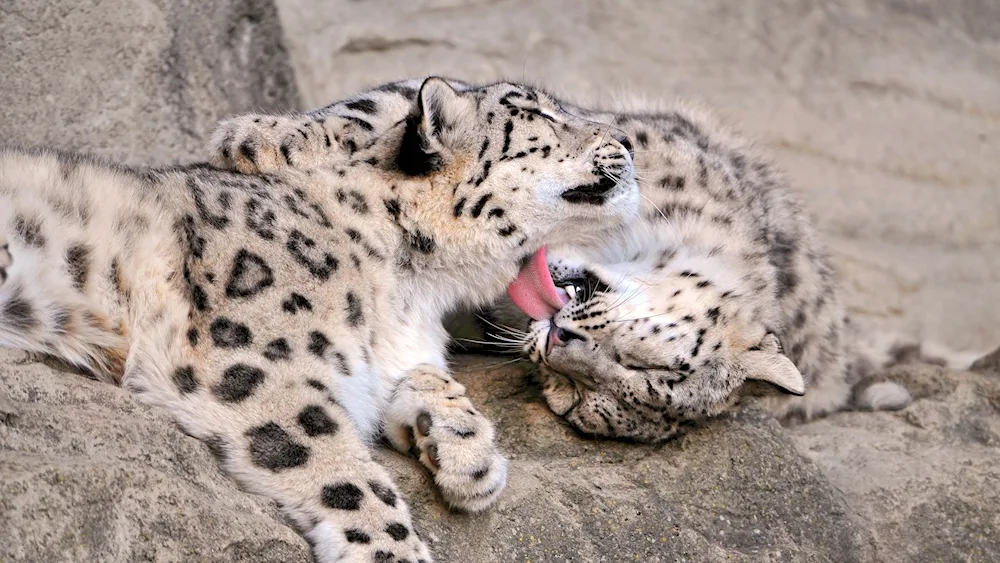 Snow leopard cub