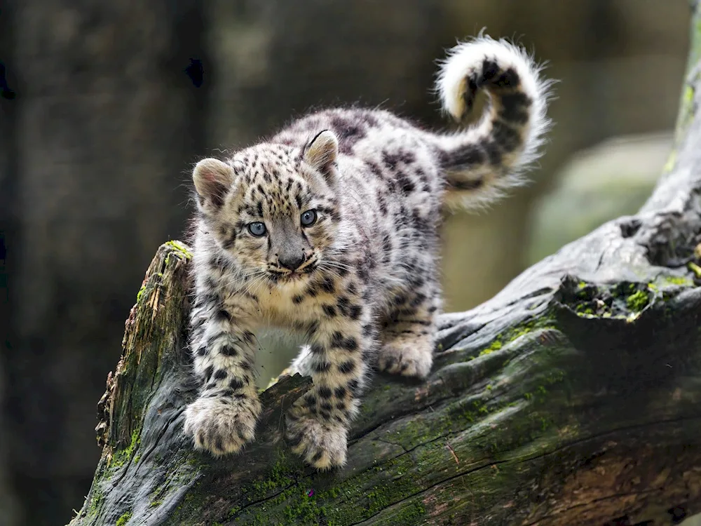 Snow Leopard kitten