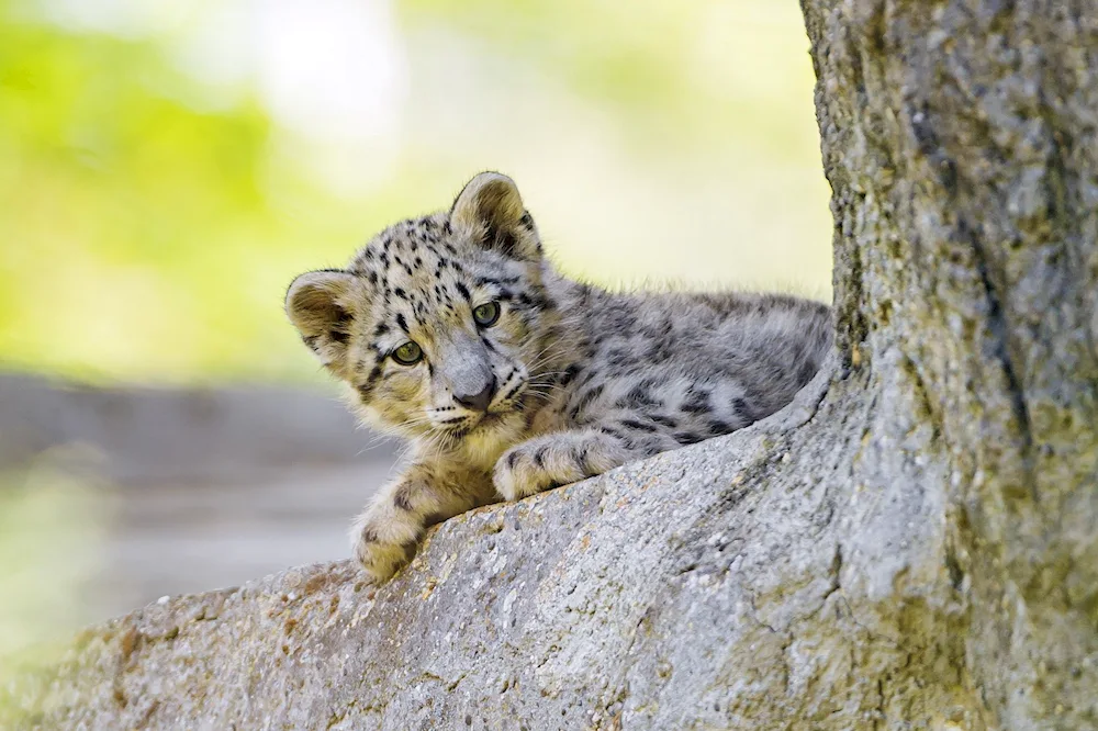 Snow Leopard Irbis kitten