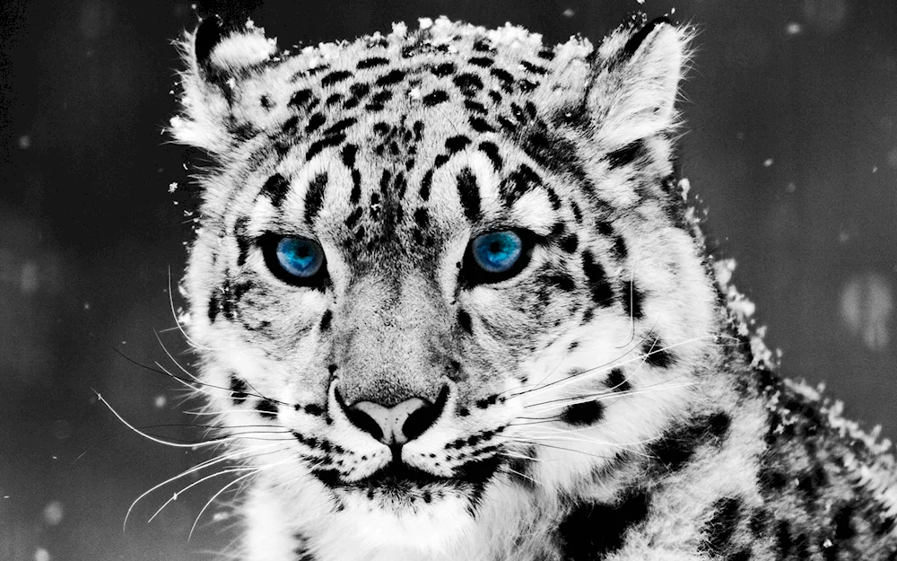 Snow Leopard leopard Snow Leopard Irbis