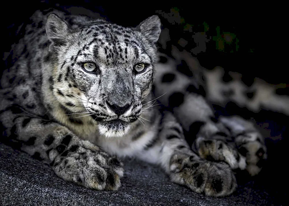 Snow Leopard Irbis